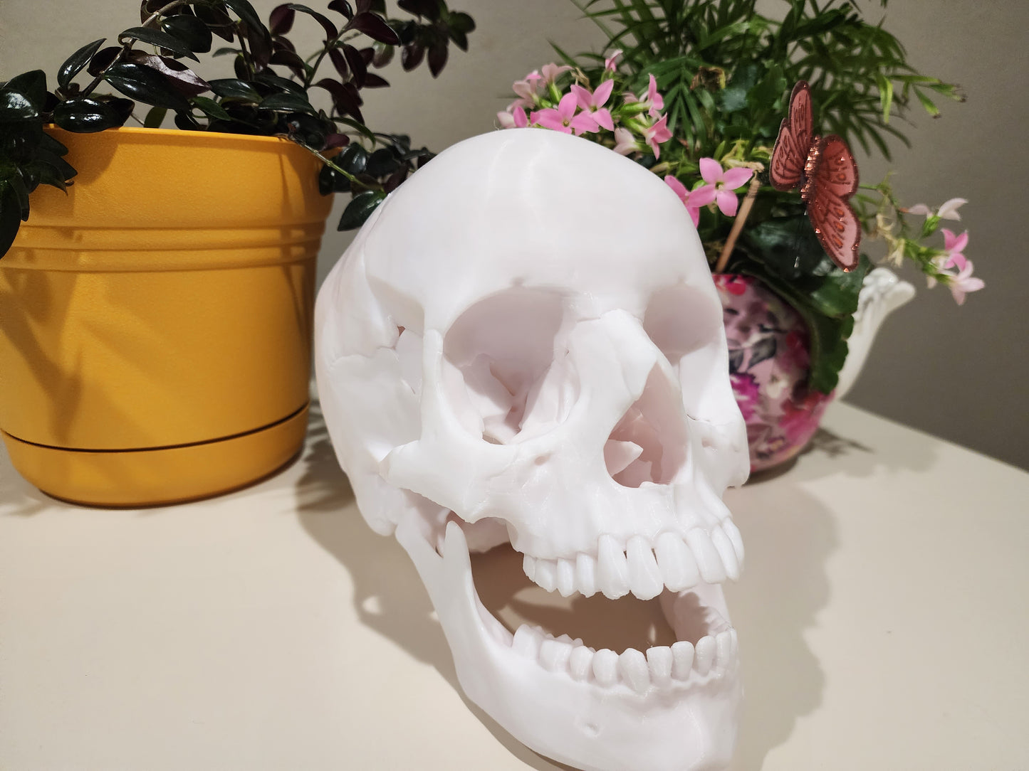 Anatomic Skull