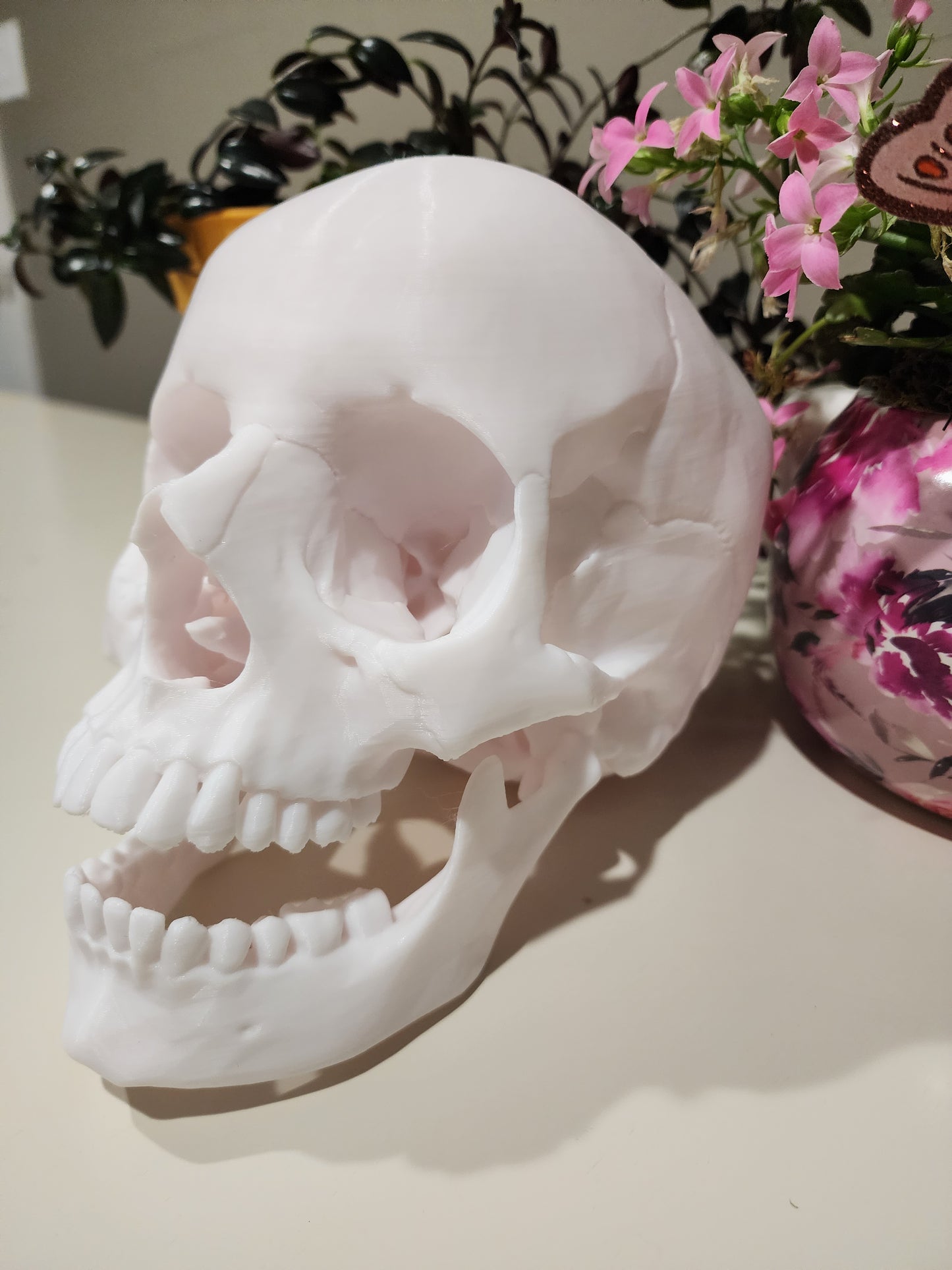 Anatomic Skull