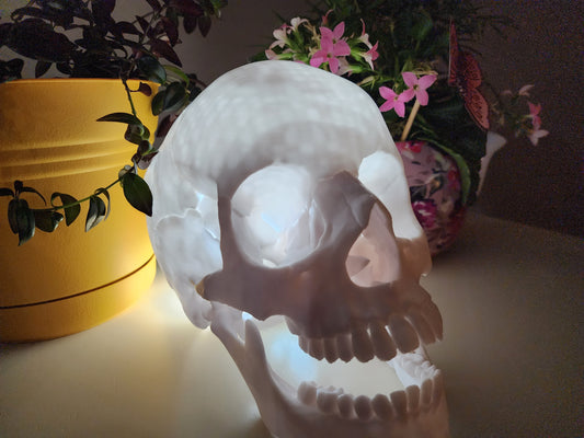 Anatomic Skull